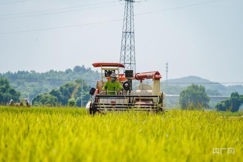 中稻成熟收割忙 农业机械显神通